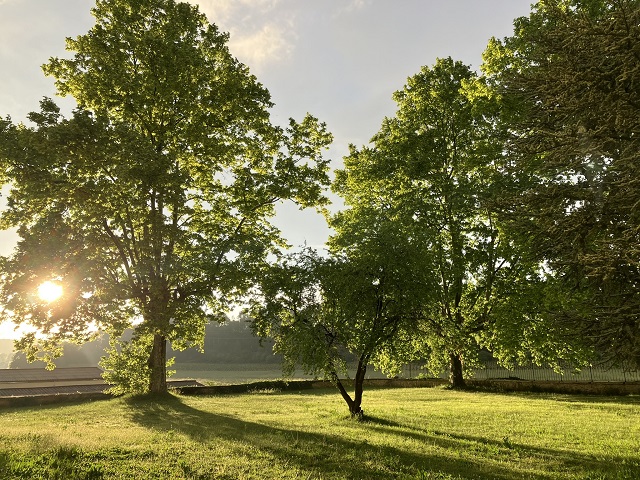 Extérieurs majestueux avec une lumière sublime du Domaine la Castelette avec ses arbres centenaires en Provence
